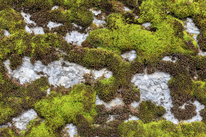 Old gray rugged concrete wall covered with green and brown stains of moos creating patterns