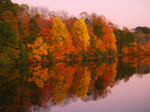 Vivid Autumn foliage is reflected in a still lake in the golden hour, with periwinkle sky. Image created at Nockamixon State Park in Quakertown, Bucks County, Pennsylvania. "Nockamixon" may mean "in the place or soft soil" in the Lenni Lenape language. DSLR image at low ISO captures magnificent fall color warmth in a horizontal format late in the day. No people. Copy space.